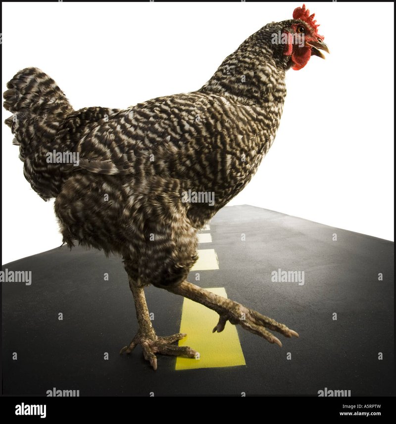 Chicken road 2 gratuit, jeu chicken road 2