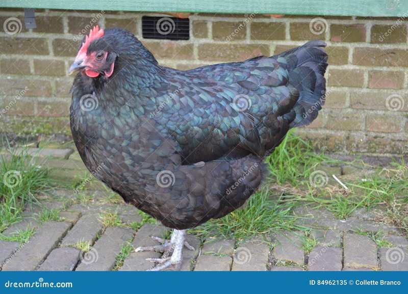 Chicken road demo, chicken road nederland